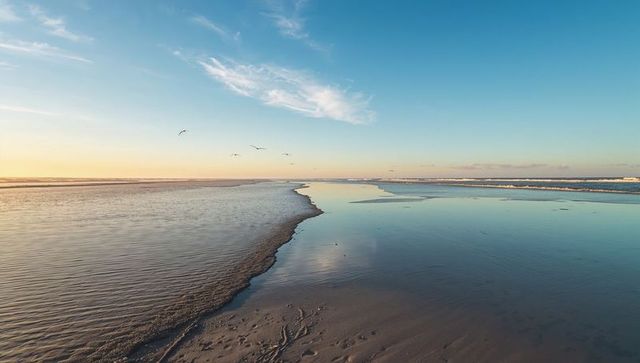 Curving wet-sand shoreline reflecting sunrise light, seabirds flying over tidal flats