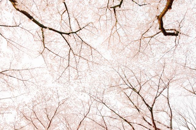 This image captures the beauty of cherry blossoms blooming in spring from a unique upward perspective. The delicate pink flowers intertwine with bare branches against the light sky. Ideal for use in nature-themed blogs, spring seasonal promotions, travel brochures focusing on spring destinations, or as a calming background for various design projects.