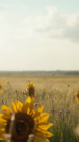 Vertical meadow video featuring sunflowers swaying in wind with widening vista and copy space
