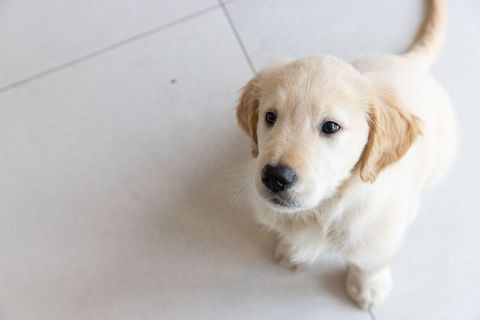 Golden retriever puppy looking up on pale tile with soft natural light and copy space