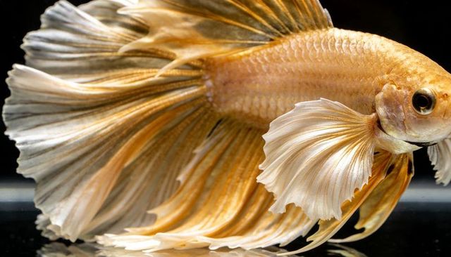 Gold halfmoon betta gliding with flowing metallic fins, macro aquarium close-up