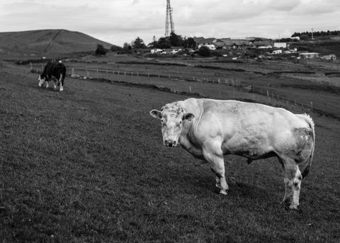 Charolais Bull Standing in Pasture with Distant Village and Hill Landscape Monochrome