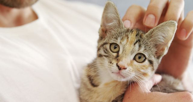 Man Petting Adorable Tabby Kitten - Download Free Stock Images Pikwizard.com