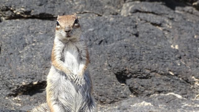 Meerkat Squirrel Viverrine - Download Free Stock Photos Pikwizard.com