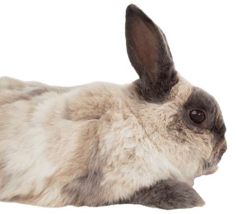 side view of brown rabbit on white transparent background - Download Free Stock Videos Pikwizard.com