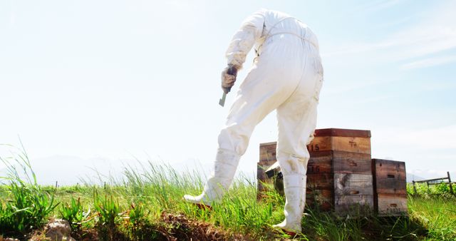 Beekeeper Tending to Beehives in Sunny Field - Download Free Stock Images Pikwizard.com