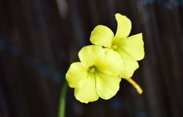 Beautiful close-up of two yellow flowers in full bloom with dark background. Ideal for use in floral arrangements, garden designs, and nature-themed projects. Perfect for decor, greeting cards, backgrounds, and spring or summer promotions.