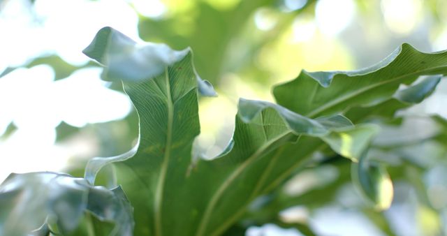 Detailed close-up image of tropical green leaves with natural sunlight shining through. Suitable for designs related to nature, botany, gardening, and outdoor themes. Perfect for blogs, websites, or promotional materials highlighting greenery and environmental beauty.