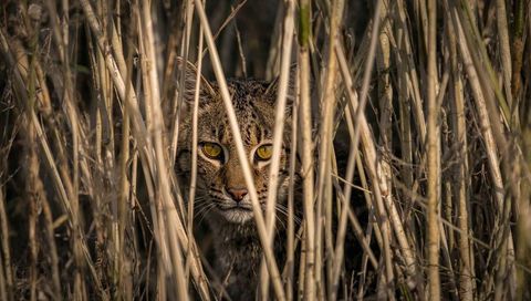 Marsh cat peering through dry reeds with intense golden eyes, camouflage at golden hour