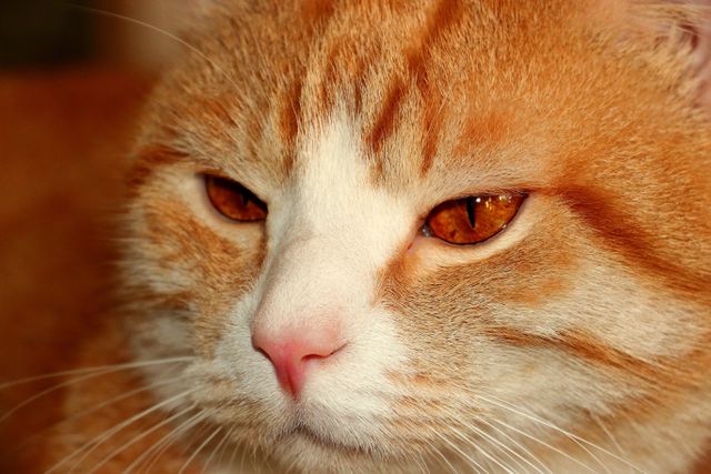 Close-up of an orange and white cat's face showing its amber eyes. Perfect for use in pet care articles, animal posters, cat food packaging, veterinary advertisements, and blogs.