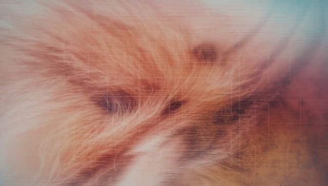 Macro close-up of fluffy golden fur with abstract overlay
