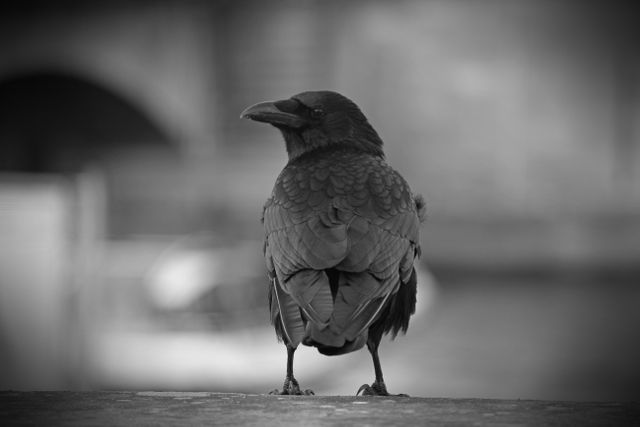Crow seen resting in an urban setting. Suitable for themes related to urban wildlife, nature photography, solitude, and city life. Can be used in articles or publications focusing on birds, wildlife conservation, cityscapes, and the interplay between nature and urban environments.
