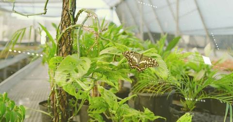 Brown butterfly resting on Monstera leaf in greenhouse nursery with lush tropical plants