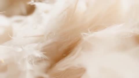 Macro panning shot revealing cream down feathers, floating dust particles and soft texture