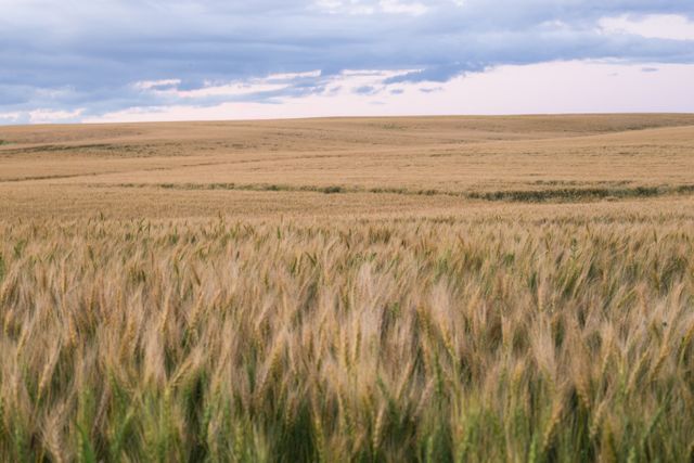 Expansive wheat field extending to the horizon under a dramatic cloudy sky during dusk. Perfect for agriculture-themed designs, rural lifestyle blogs, scenic backgrounds, nature calendars, and environmental studies illustrating crop areas.
