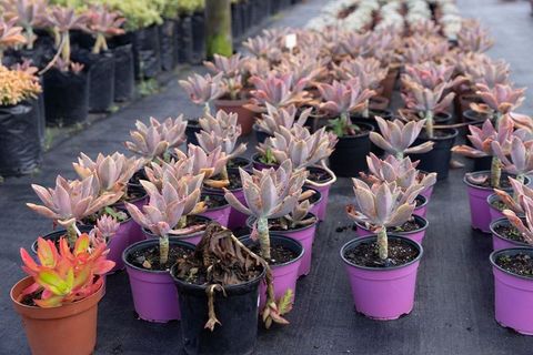 Pastel pink succulent nursery rows in purple pots displaying rosette plants for sale