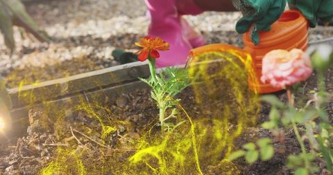 Child watering marigold with orange can and golden pollen swirl closeup in backyard garden