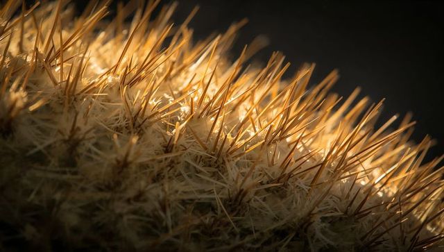 Glowing barrel cactus spines showing woolly areoles and warm rimlight macro texture