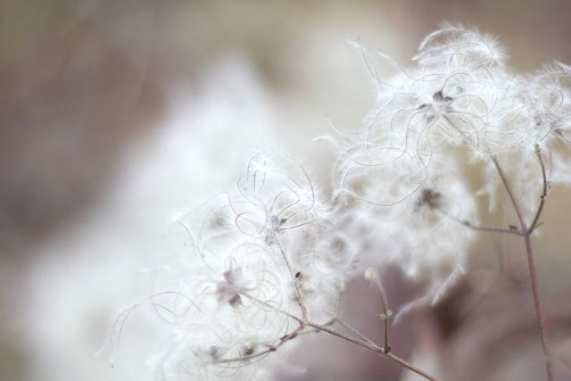 Delicate seed heads of wild clematis presented in a soft focus. Perfect for nature-themed artwork, floral and botanical-themed designs, calming backgrounds, or nature-related publications and websites.