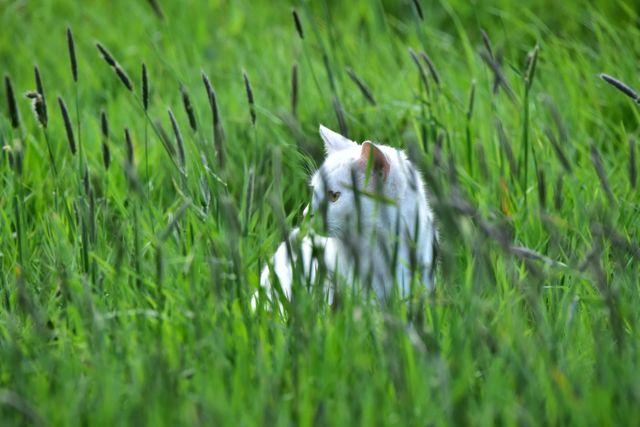 Cat on Field - Download Free Stock Photos Pikwizard.com