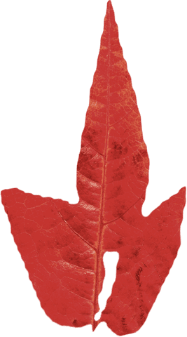 vibrant transparent red autumn leaf in close-up - Download Free Stock Videos Pikwizard.com
