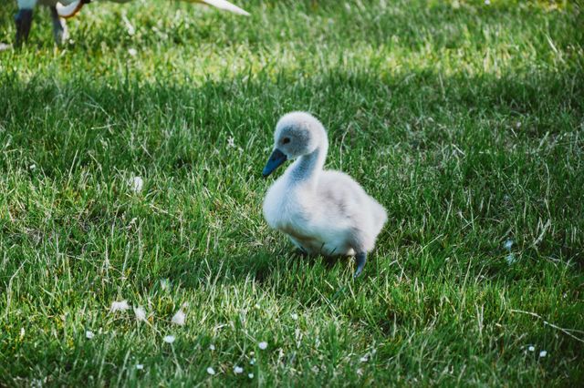 Cute Fluffy Baby Swan Standing on Green Grass - Download Free Stock Photos Pikwizard.com