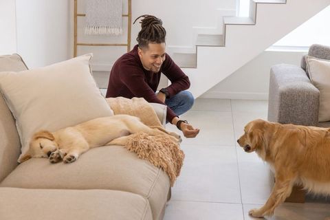 Man playing with adult and puppy golden retrievers in bright modern living room