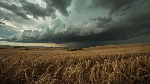 Golden wheat fields under dramatic stormy skies
