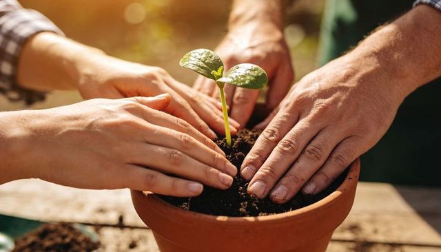 Hands Planting Seedling in Terracotta Pot, Gardening Teamwork and Sustainable Growth Concept