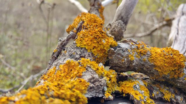 Close-up of Vibrant Orange Lichen on Tree Branch - Download Free Stock Photos Pikwizard.com