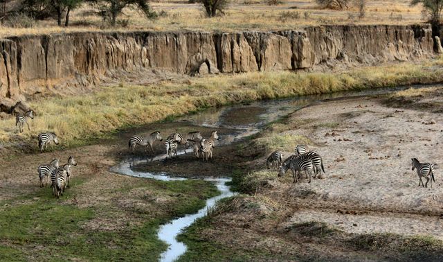 Photo showcasing a herd of zebras crossing a small stream in the African savannah. Ideal for content related to wildlife documentaries, African safaris, biodiversity, and nature conservation.