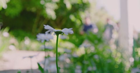 Lone Daisy Stands Tall Amidst Blurred Green Foliage in Sunlit Garden