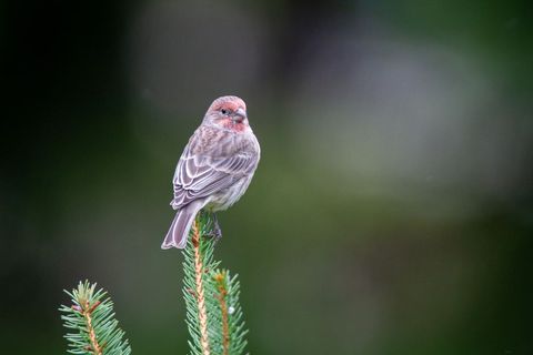 House Finch Perched on Evergreen Branch in Nature