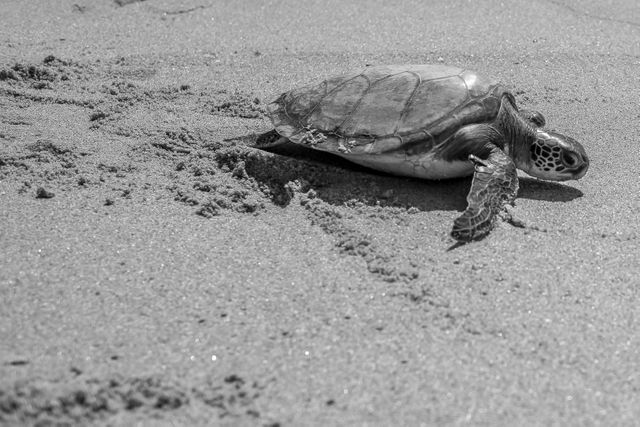 Sea Turtle Crawling on Sandy Beach in Black and White - Download Free Stock Photos Pikwizard.com