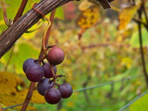 Ripe grapes hanging on vine amidst autumn foliage