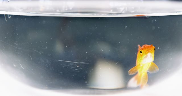 This image of a cute goldfish in a small glass bowl can be used for articles or websites related to pet care, aquariums, aquatic life, or home decor. Ideal for marketing materials, blogs, and educational content about fishkeeping and pets.