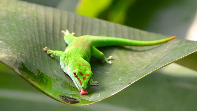 Vibrant green gecko laying still on a large leaf in a tropical setting, sticking its tongue out. Perfect for wildlife and nature documentaries, educational materials on reptiles and amphibians, tropical environment blogs, and exotic animal calendars.