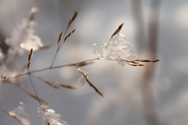 This image shows dry grass stems lightly coated with snowflakes, creating a peaceful winter scene with a soft blur background. Perfect for use in seasonal designs, nature blogs, winter-themed promotions, and articles about the beauty of nature during the wintertime. The close-up perspective emphasizes the delicate and intricate patterns of the snowflakes and grass.