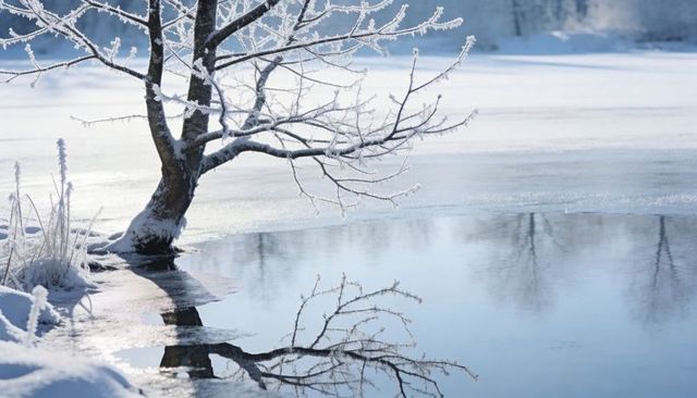 Frost-coated tree leaning over partly frozen pond reflecting winter shoreline