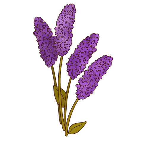 Elegant purple floral spikes on transparent background