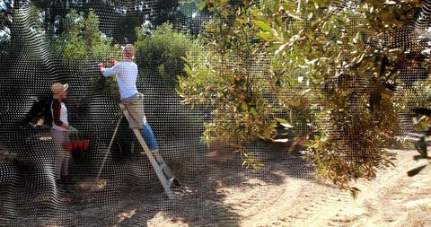 Olive harvesting in sunlit olive grove with ladder and crates