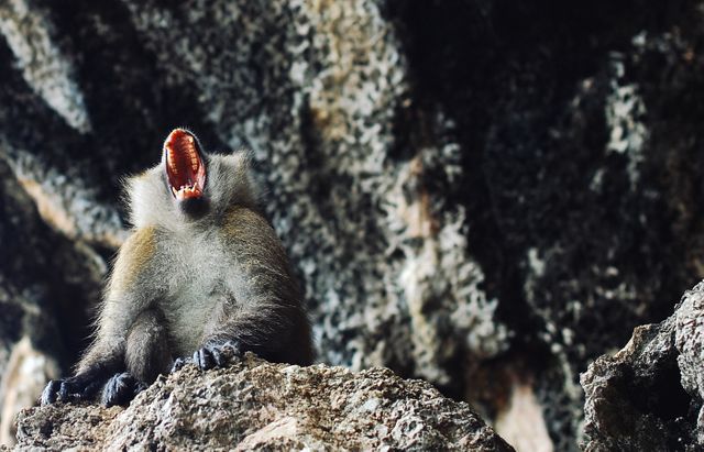Yawning Monkey on Rocky Cliff in Nature - Download Free Stock Photos Pikwizard.com