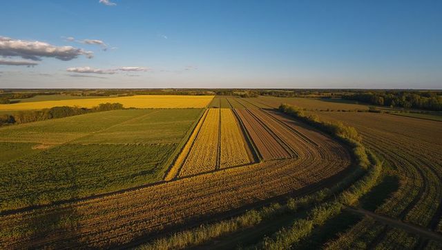 Aerial farmland at golden hour with striped crop fields, curved furrows and sunlit hedgerow