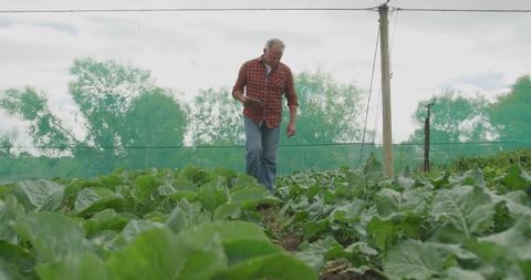 Senior Farmer Inspecting Crops on Rural Farmstead