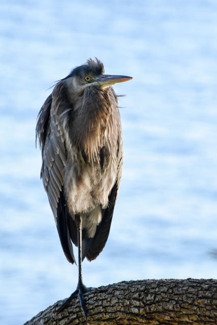 Great Blue Heron standing on one leg on a tree trunk beside a body of water. Ideal for wildlife conservation content, bird watching ads, nature magazines, serene landscape backgrounds, or biology educational material.