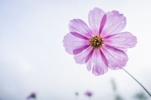 Capture the delicate beauty of a pink cosmos flower with dew droplets against a clear sky. Ideal for use in nature-themed photographs, garden advertisements, floral arrangement ideas, and spring promotions. Perfect for greeting cards, environmental campaigns, and wellness posters.