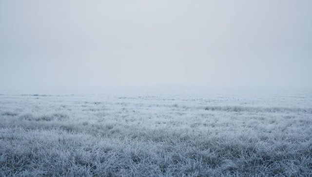 Frost-Covered Grassland Glimmering in Dense Fog Minimalist Bluish Winter Landscape