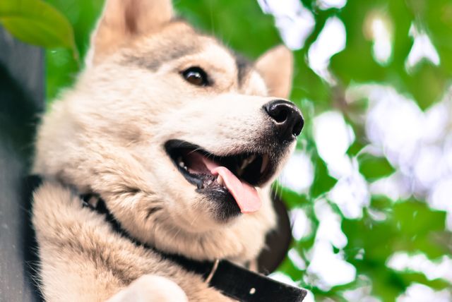 Happy Siberian husky enjoying an outdoor setting with green foliage in the background. Great for pet care services, animal blogs, and outdoor products.