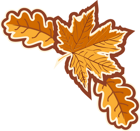 floating maple and oak leaves on transparent background - Download Free Stock Videos Pikwizard.com