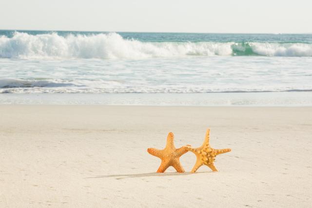 Two starfish on sandy beach - Download Free Stock Photos Pikwizard.com